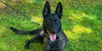 Maine State Police K-9 Maska dies after battle with leukemia