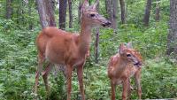 EHD confirmed in Pennsylvania. Here's what to know