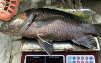 General : Rare Ikan Kanai Spotted In Penang Waters Again After 15 Years