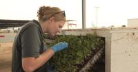 Mandatory inspections implemented as moth infestations threaten crops