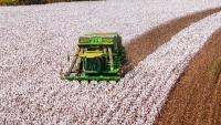 Brazil claims top cotton exporter spot over US with record revenue 