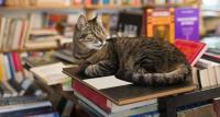 Cats and Owls and Axolotls, Oh My!: The Best Library and Bookstore Pets