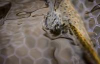 Montana Fish and Wildlife Commission Adopts New Fishing Rules, Orders Anglers to Kill Flathead Brown Trout