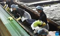 Fresh banana exports to China lift incomes in NW Cambodia's border province