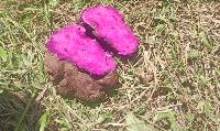 Purple harvest: Safeguarding the future of the ube industry