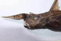 New Deep-Sea Ghost Shark Species Discovered Off Costa Rica