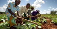 Africa Does Not Need More Agricultural Pilots: Social Franchising Offers One Promising Way To Scale What Works