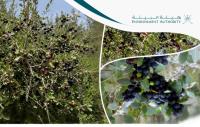 Oman’s wild mountain tree that has sustained community for generations