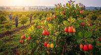 Youth Innovation: Ghana’s Cashew Waste, Turned to Wealth
