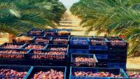 Egyptian date imports squeeze Israeli growers