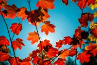 First Hint Of Changing Leaves In Wyoming - ALREADY?