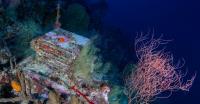 Inside a quest to learn about the ocean’s mysterious “deep reefs”