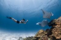 The billion-dollar fish: The value of a manta ray