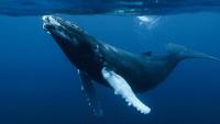 Boat noise reduces whale song detection by up to 45%: scientific alert in Panama