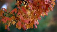 Can you burn leaves and brush in Nashville and Middle Tennessee?