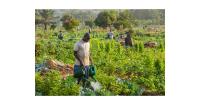 From farm to market: the data behind Guinea-Bissau’s US$30 million agrifood opportunity