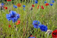 Blooming Bairns: 'Gardening is sometimes a little bit of trial and error'
