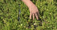 Local cranberry farm utilizes technology to navigate drought conditions