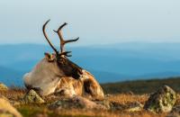 As British Columbia mulls continued wolf-killing to save caribou, critics say habitat loss is the real threat