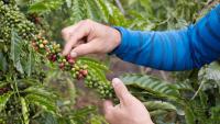 An “Internet Myth”: Study Finds Robusta May Not Be The Answer To Climate Change After All