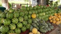 From Earth to table: following Uzbekistan's seasonal harvests