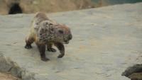 New Jersey groundhog attacks homeowner, then tests positive for rabies