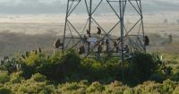 Wildlife-proofing Kenya’s power grid
