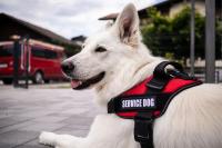 These New Hampshire dogs have a very important job.