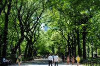 Disease That Decimated American Elms May Help Bring Them Back