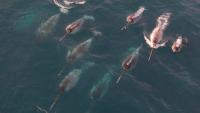 Whale of the Month: Narwhals