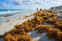 Miami-Dade county hauled a record 9,000 tons of sargassum as South Florida beaches suffocate