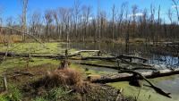 Wetlands loss leaves Indiana vulnerable to flooding