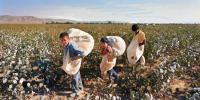 Uzbekistan Cotton: Mirziyoyev Decries ‘Slaves to Cotton’ Past