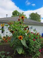 Espanola Gardeners schedule September Sunflower Contest