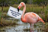 Make American flamingo the state bird of Florida