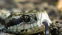 Viper bites hurt for a reason scientists didn’t expect