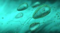 North Carolina teen dies after contracting rare brain-eating amoeba found in freshwater: Officials
