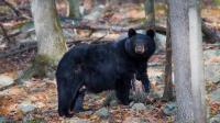 Wisconsin bear hunters harvest 4,275 bears during 2026 season