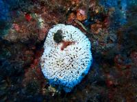 Coral Reefs Can No Longer Recover Between Bleachings, 45-Year Study Finds
