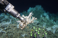 America's First Deep-Sea Mining Lease Targets American Samoa's Uncharted Seafloor