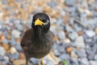 Bahrain issues new wildlife decisions, bans myna and crow trade