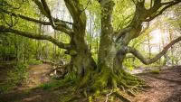 Genomics shows history matters more than age for ancient trees