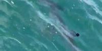 Hammerhead shark spotted off Connecticut coast, witness says