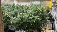 Vietnamese crime groups hire gang members to target cannabis rivals in spate of violent attacks in Auckland