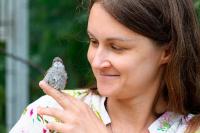 "Tits are completely crazy." A Minsk resident has been rescuing wild birds in her apartment for five years