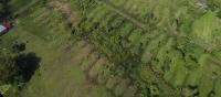 Ancient Colombians Built a Landscape Bigger Than London Without Needing a Ruler
