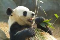 I’m Chinese, and the First Time I Saw a Panda Was in Washington, D.C.