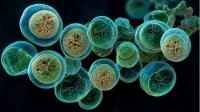 Cyclospora impact in South Dakota