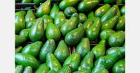 Chilean avocado crop forecast to reach 17-year high
