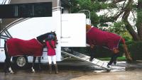 Digital system set to make moving sport horses into Europe easier – once ‘teething issues’ are fixed